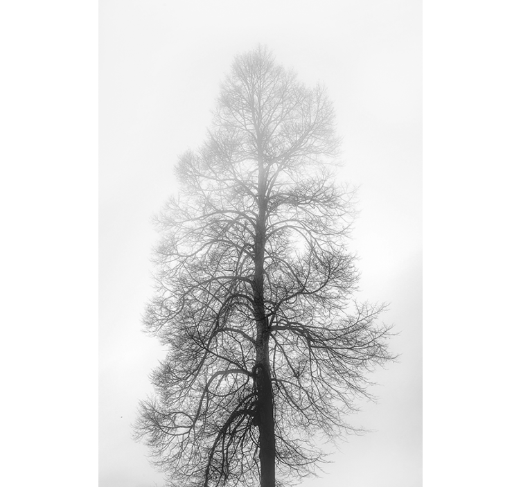 žalúzia na strome v šedej škále - Tenstickers