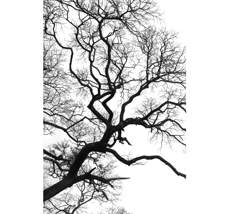 Roztrhnutie jedného dreveného konára Roleta fototapeta - Tenstickers