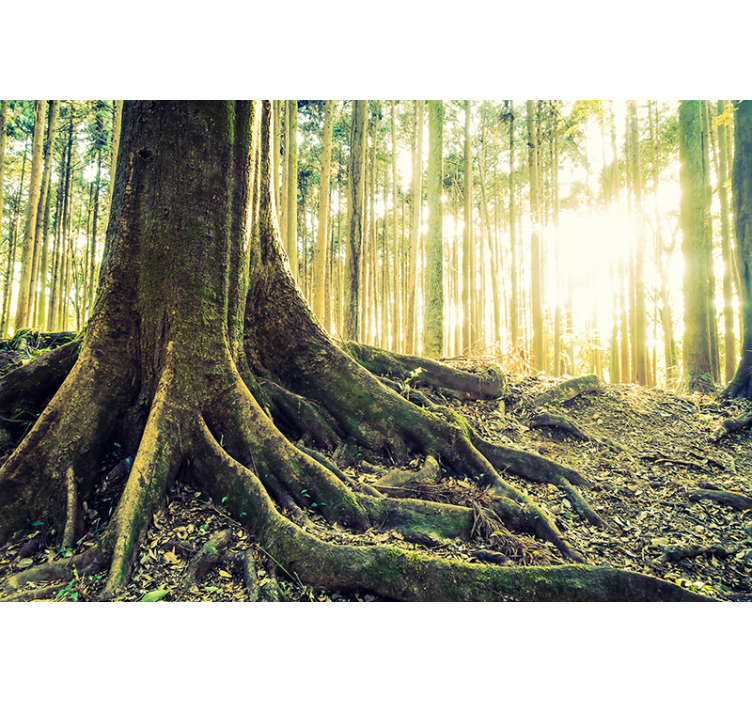 Zlatý les so slnečnými lúčmi obývačka Roleta - Tenstickers