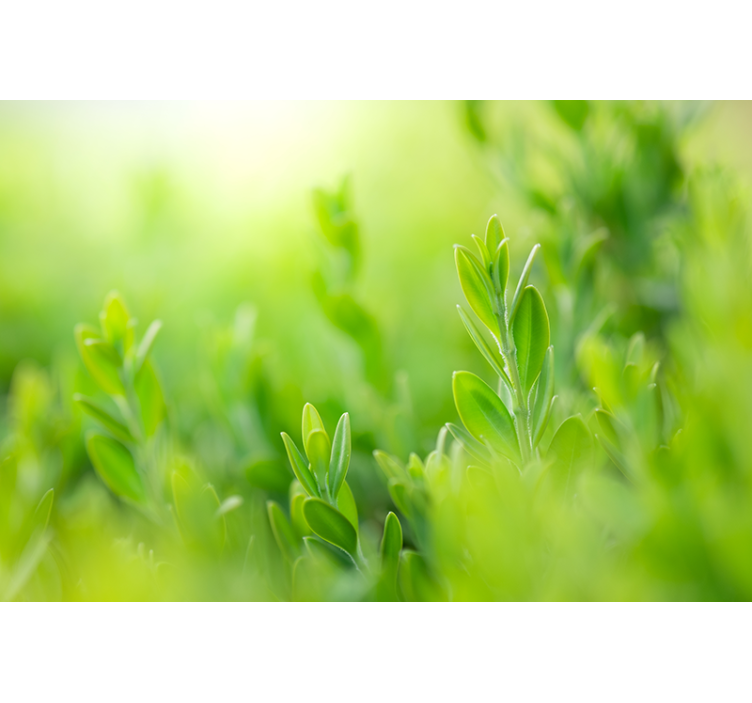 roleta na okno kvety obrázok sviežej zelene - Tenstickers