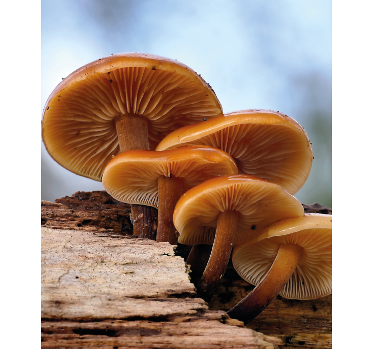 roleta na okno kvety rast húb - Tenstickers