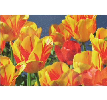 Roleta do obývačky červené a žlté tulipány - Tenstickers