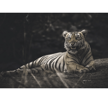 Roleta do obývačky tiger leží pohodlne - Tenstickers