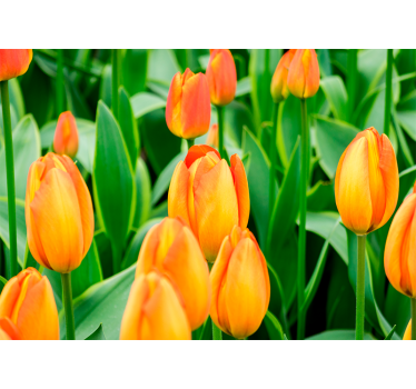 Roleta do obývačky s oranžovými tulipánmi - Tenstickers