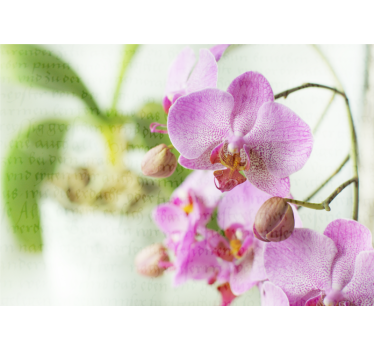Roleta do obývačky orchidea s textom - Tenstickers