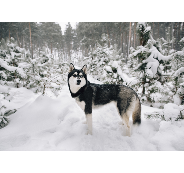 Biela roleta zimný les a husky pes - Tenstickers
