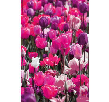 roleta na okno kvety kvitne fialový tulipán - Tenstickers