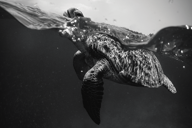 Vzorované prestieranie s morskou korytnačkou - Tenstickers