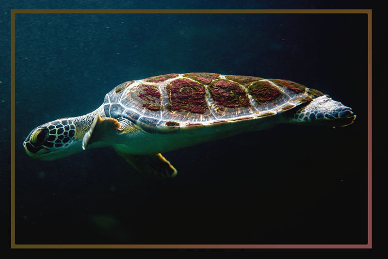 Originálne prestieranie korytnačia vodná krajina - Tenstickers