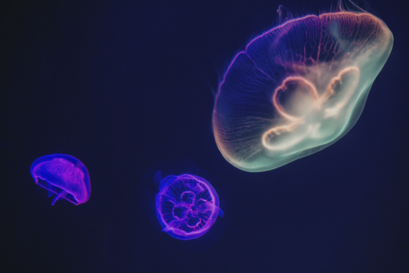 Viacfarebné rybie prestieranie rýb - Tenstickers