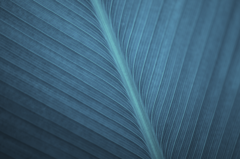 Veľký modrošedý list moderné prestieranie - Tenstickers