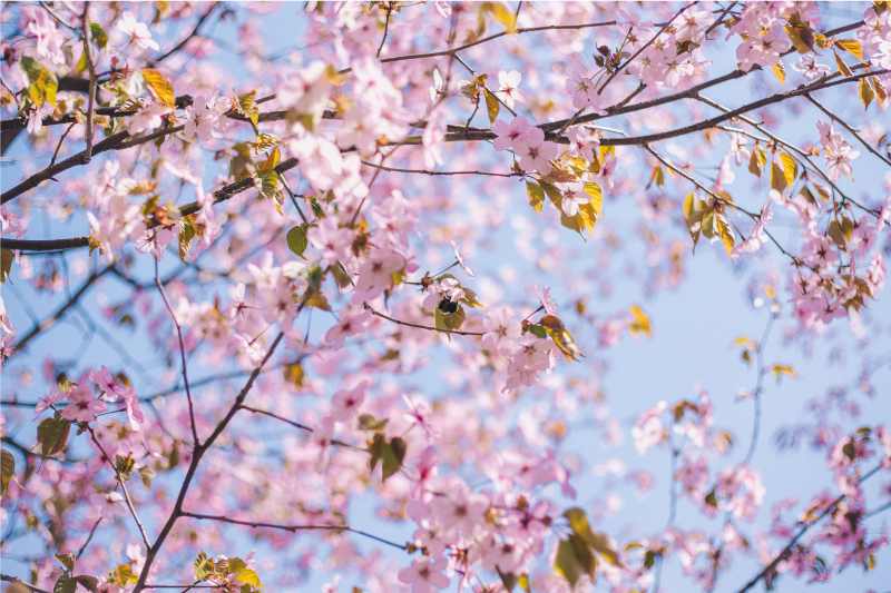 Vzorované prestieranie kvitnúce čerešňové kvety - Tenstickers