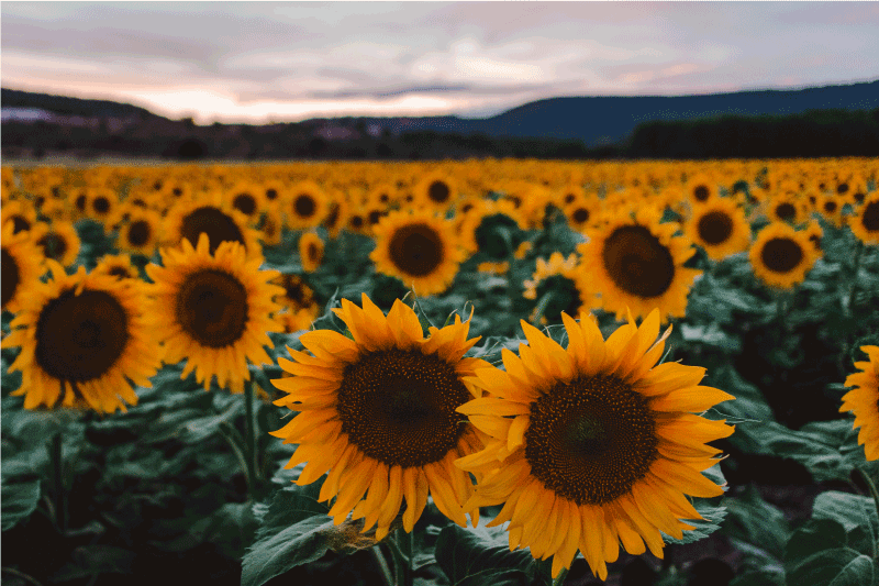 Slnečnicové pole elegantné prestieranie - Tenstickers