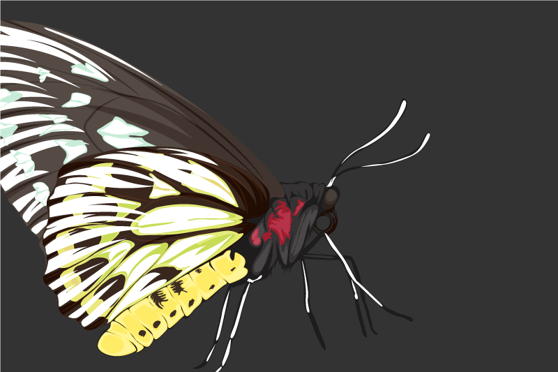 Originálne prestieranie s farebnou ilustráciou motýľa - Tenstickers