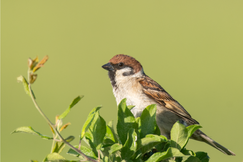 Moderné prestieranie na stôl vták na zelenej - Tenstickers