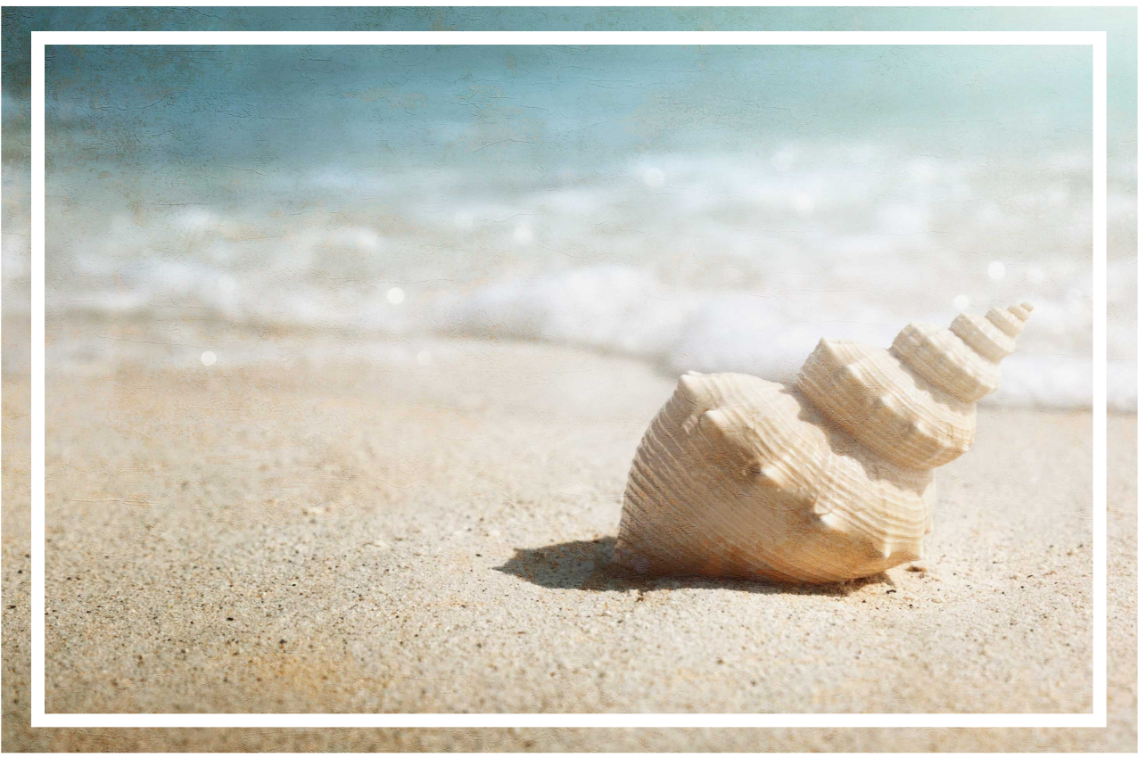 Originálne prestieranie elegantný mušľový displej - Tenstickers