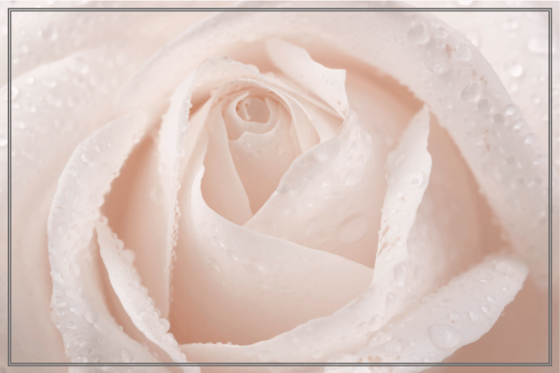 Krásne prestierania z bielej ruže - Tenstickers