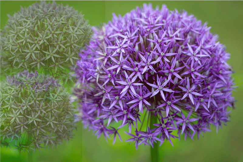 Vzorované prestieranie s živými fialovými kvetmi - Tenstickers