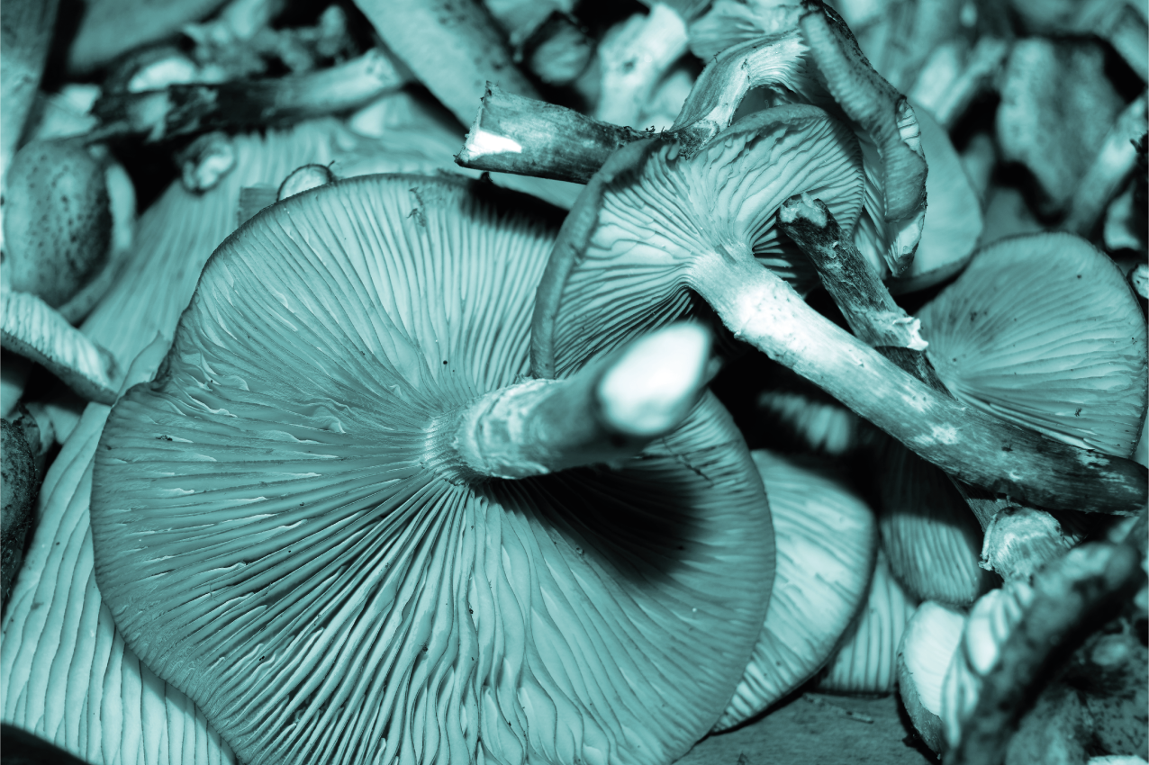 Vzorované prestieranie huba zblízka - Tenstickers