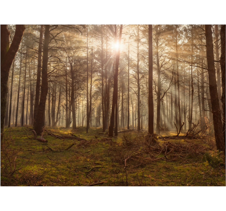 Fototapety na stenu les zlatý divoký salón - Tenstickers