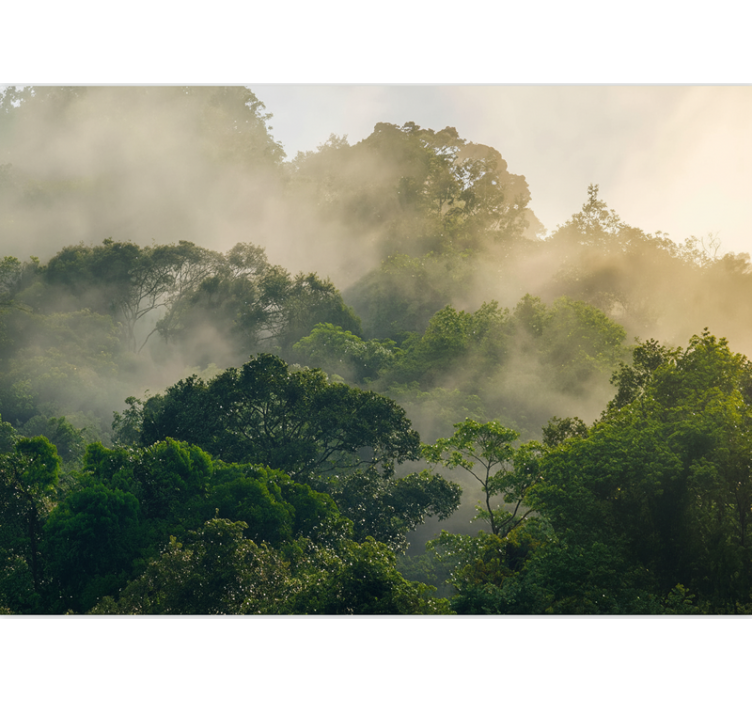 Fototapety na stenu les bujná džungľová koruna - Tenstickers