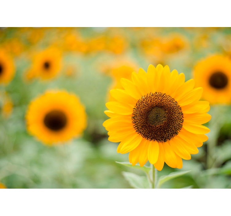 Nástenná maľba zo slnečnicového poľa - Tenstickers