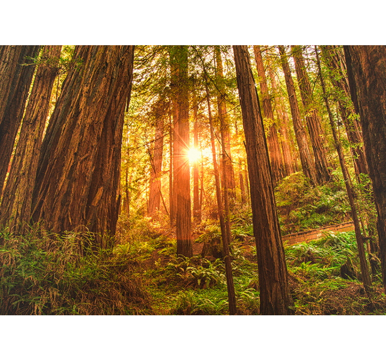 Nástenná maľba pre mystickú rannú lesnú stenu - Tenstickers