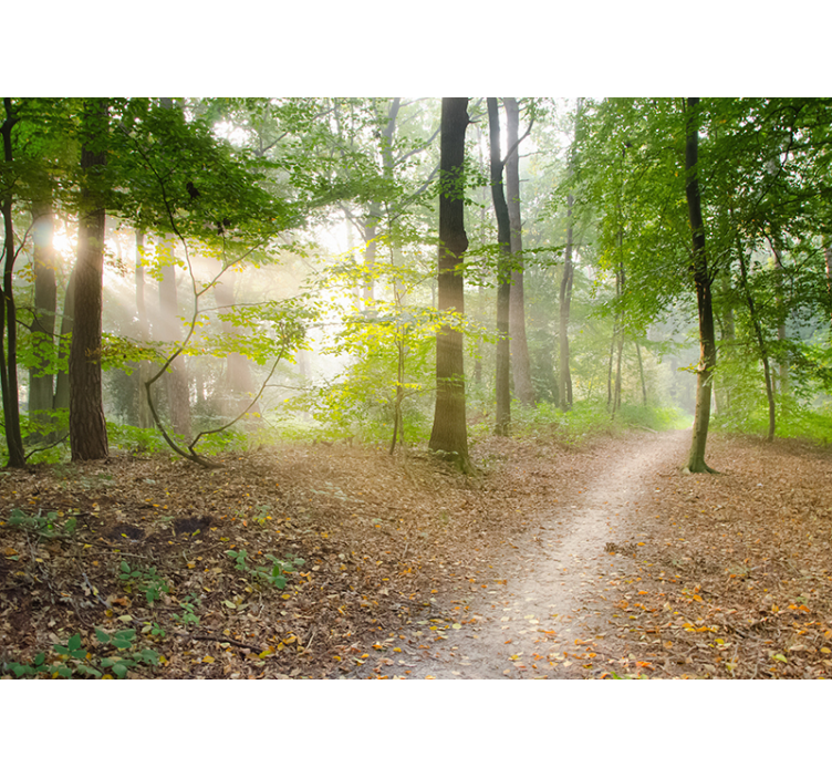 Ohromujúca nástenná maľba lesa - Tenstickers