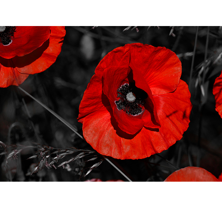 Kvetina mak kvetina nástenné maľby - Tenstickers