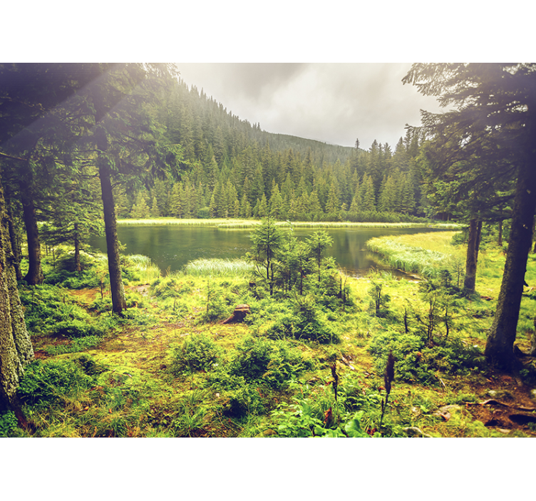 Zelené stromy nástenná maľba - Tenstickers