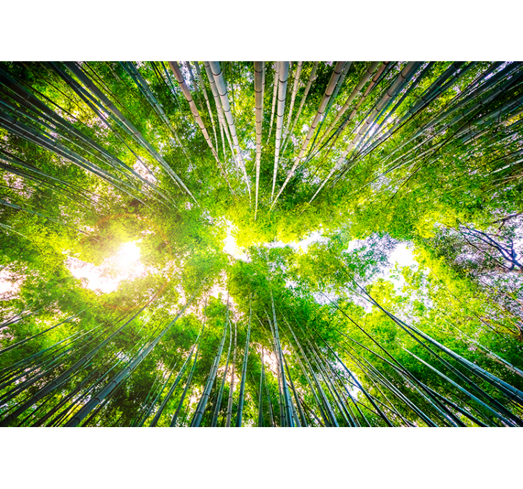 Bambusová krajina nástenná maľba - Tenstickers