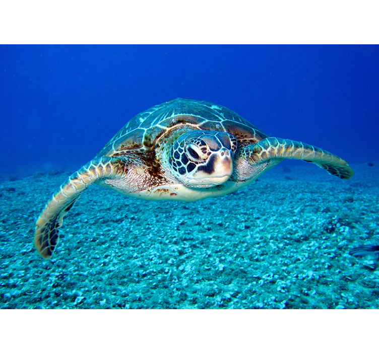 Jastrab morská korytnačka zvieracia stena - Tenstickers