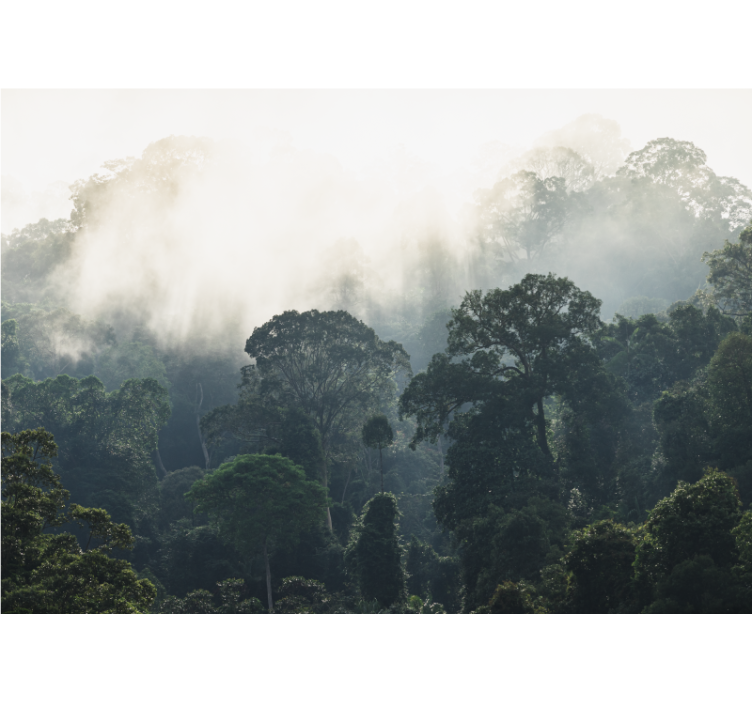 Džungle pozadie príroda fototapeta - Tenstickers