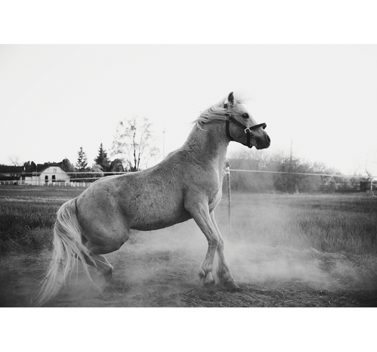 Fototapety so zvieratami hrdzavý poník - Tenstickers