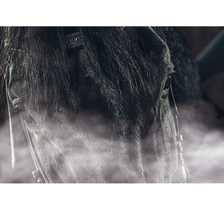 čierny kôň z hmly fototapeta - Tenstickers