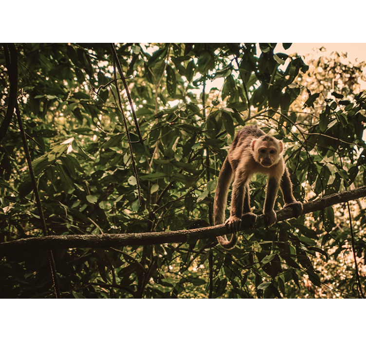 Amazonské opice fototapeta - Tenstickers