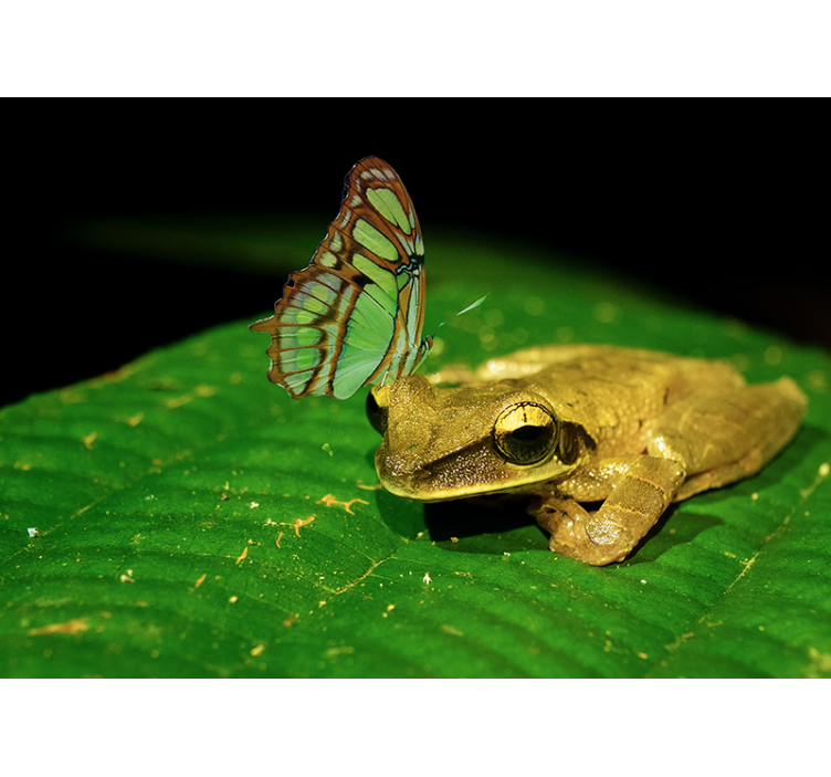 fototapety so zvieratami žaba a motýľ - Tenstickers