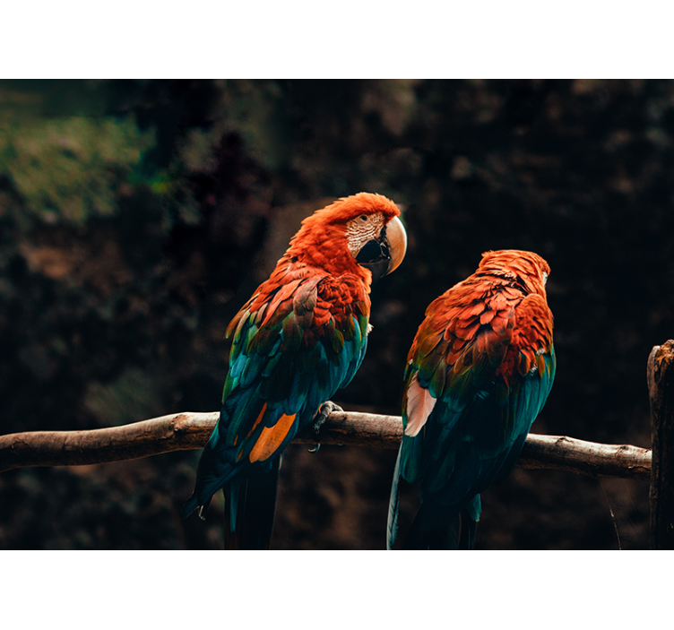 fototapety so zvieratami farebné papagáje spolu - Tenstickers