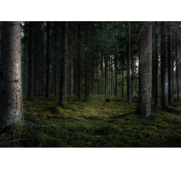 fototapety na stenu les svieža lesná scéna - Tenstickers