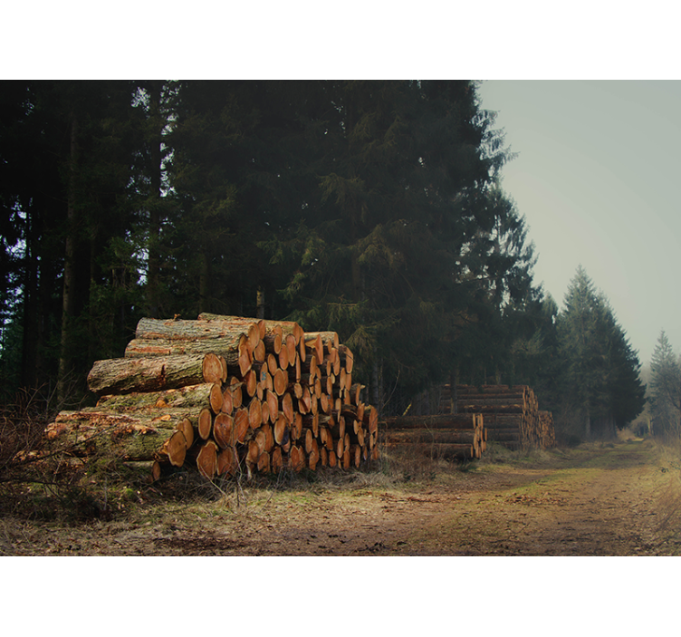 fototapety na stenu les drevené kopy v lese - Tenstickers