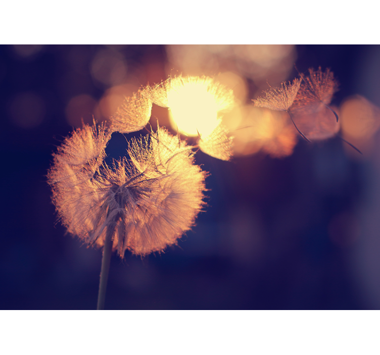 fototapeta mak púpavový páperový lesk - Tenstickers