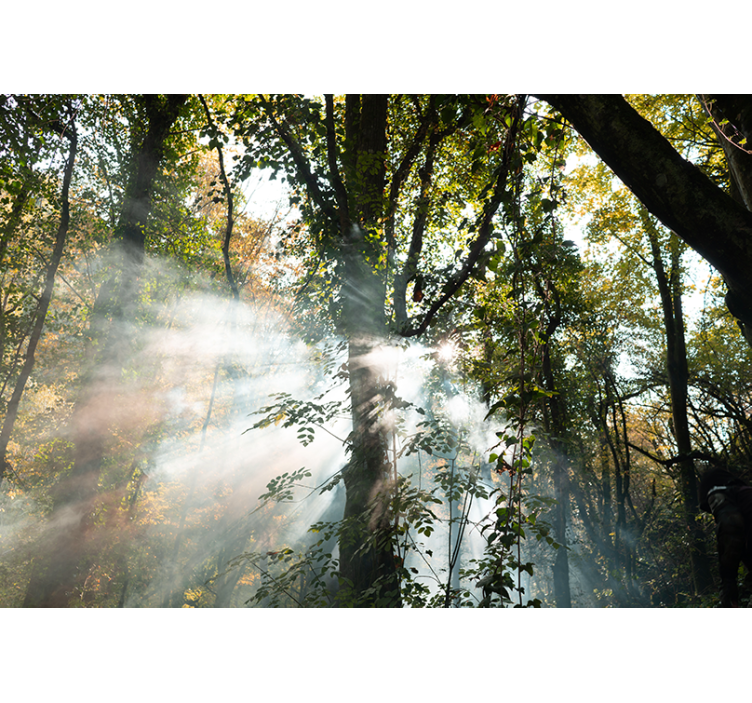 fototapety na stenu les pokojná lesná atmosféra - Tenstickers