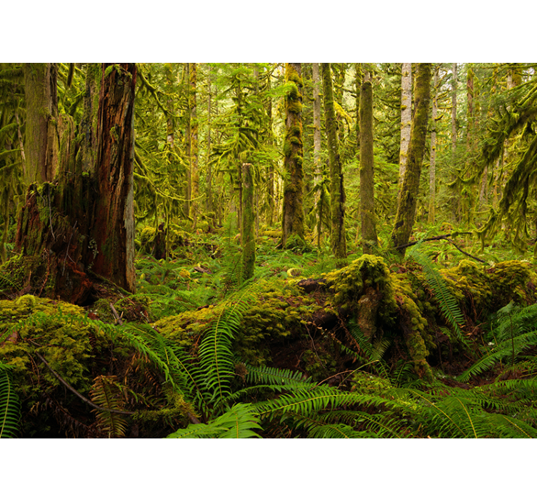 fototapety na stenu les bujná lesná krajina - Tenstickers