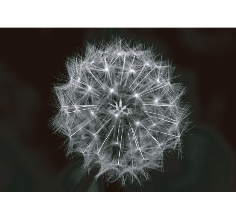 Fototapeta pupava jemný výbuch púpavy - Tenstickers