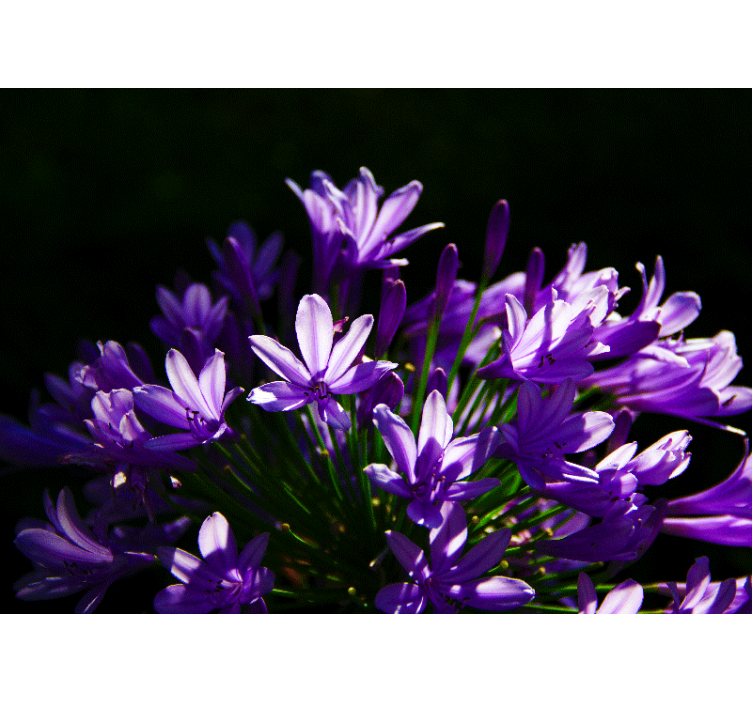 fototapeta kvety fialová kvetinová krása - Tenstickers