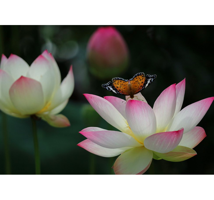 fototapeta kvety elegantný lotosový kvet - Tenstickers