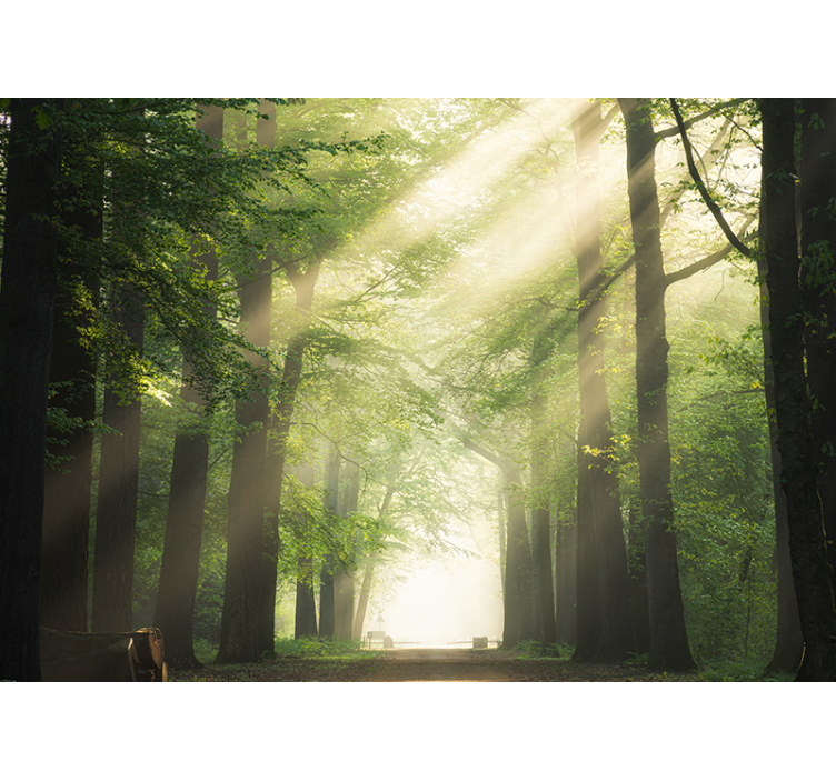Fototapety na stenu les žiarivé zelené lesy - Tenstickers