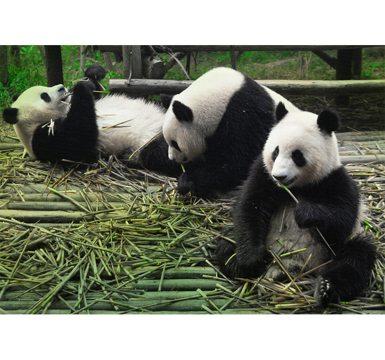 fototapety so zvieratami hravá panda rodina - Tenstickers