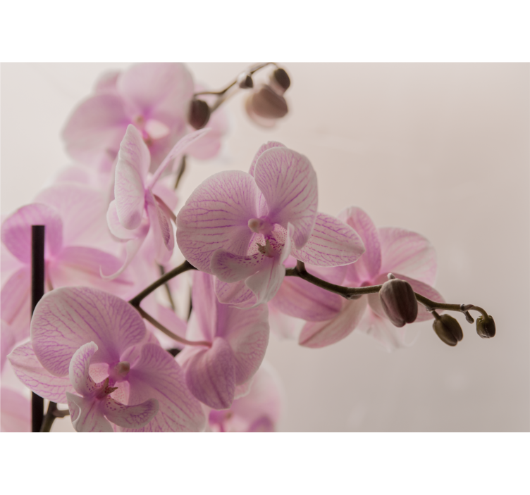 Fototapeta orchidea krehké kvety orchideí - Tenstickers