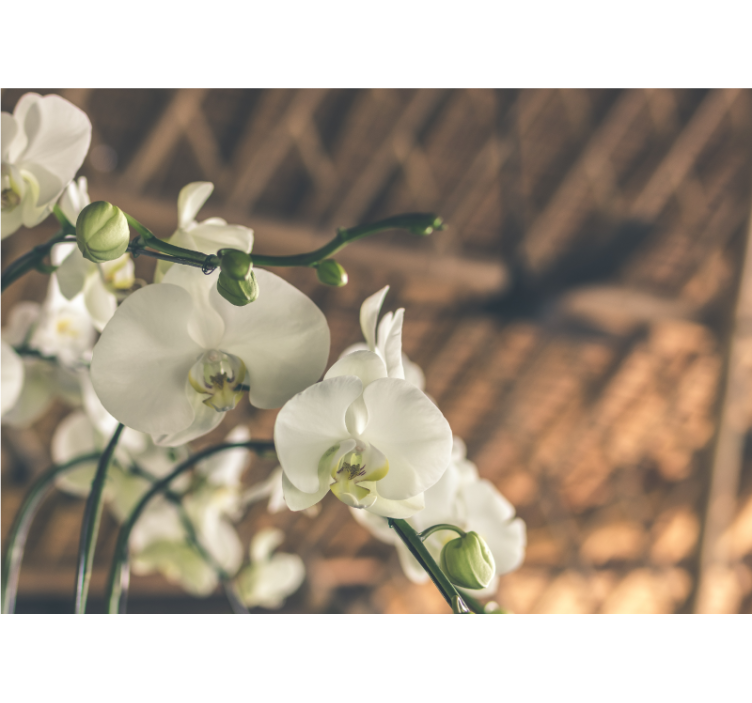 Fototapeta orchidea elegantné orchideové kvety - Tenstickers